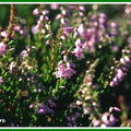 Calluna vulgaris (Callune).jpg