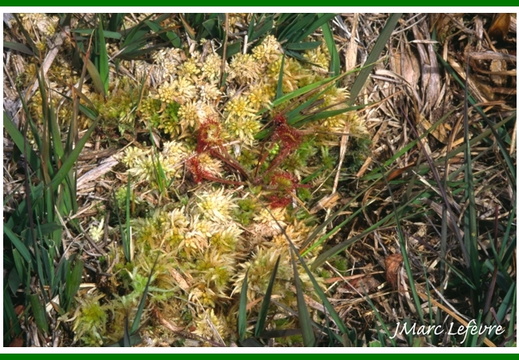 Drosera rotundifolia (Rossolis à feuilles rondes)