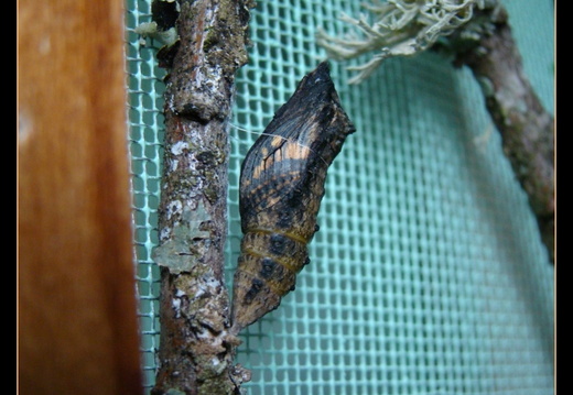 Papilio machaon chrysalide 1