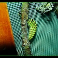 Papilio machaon preparation à la chrysalide