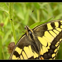 Papilio machaon 1