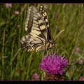 Papilio machaon 3