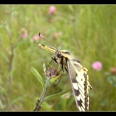 Papilio machaon 2