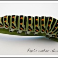 Papilio machaon linaeus chenille