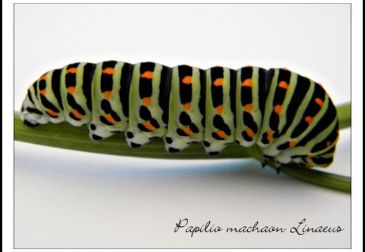 Papilio machaon linaeus chenille