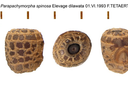 Parapachymorpha spinosa psg 105 / CLP088