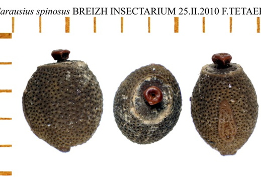 Carausius spinosus psg 241 / CLP170