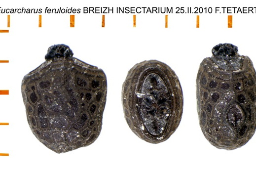 Eucharcharus feruloides / psg 287 CLP206