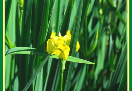 Iris pseudacorus (L'iris des marais) 2