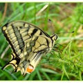 Papilio machaon..