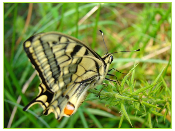 Papilio machaon..