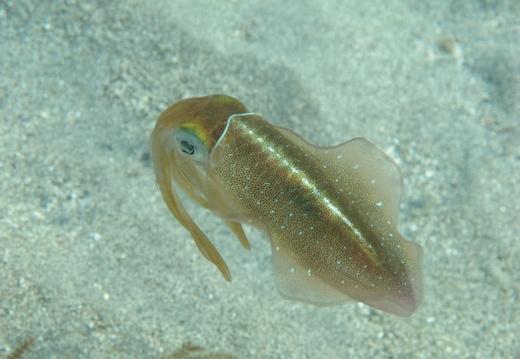 Sepioteuthis sepioidea (calamar de récif).