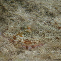 Octopus vulgaris (poulpe).jpg