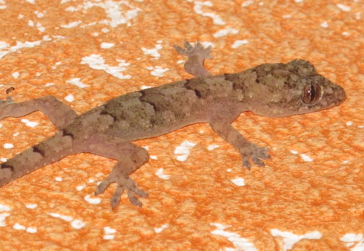 Hemidactylus mabouia