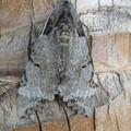 Pseudosphinx tetrio (imago)