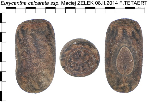 Eurycantha calcarata spp psg 44 / CLP073