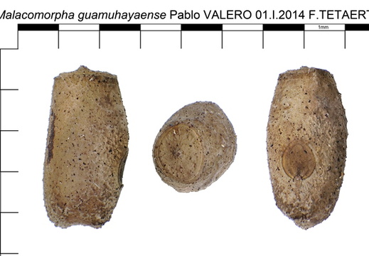 Malacomorpha guamuhayense psg 304 / CLP025