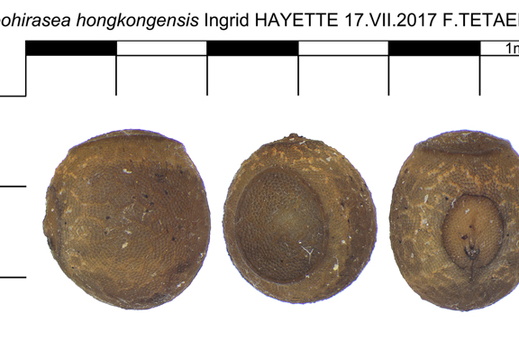 Neohirasea hongkonensis psg 242 / CLP91