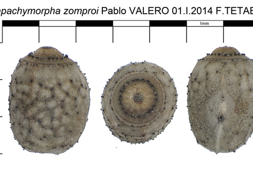 Parapachymorpha zomproi psg 224 / CLP155