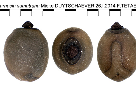 Pharnacia sumatrana psg 30 / CLP074