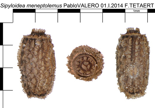 Sipyloidea meneptolemus psg 276 / CLP196
