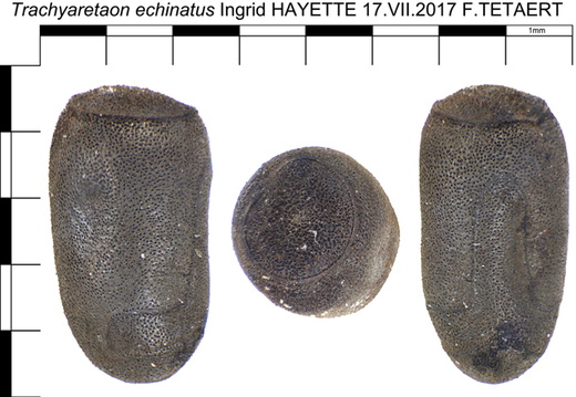Trachyaretaon echinatus psg 326 / CLP450