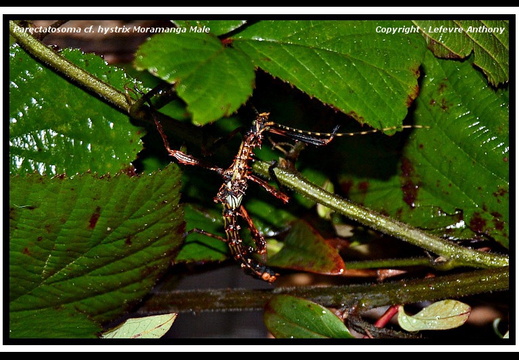 Parectatosoma cf hystrix Moramanga psg ? / CLP592