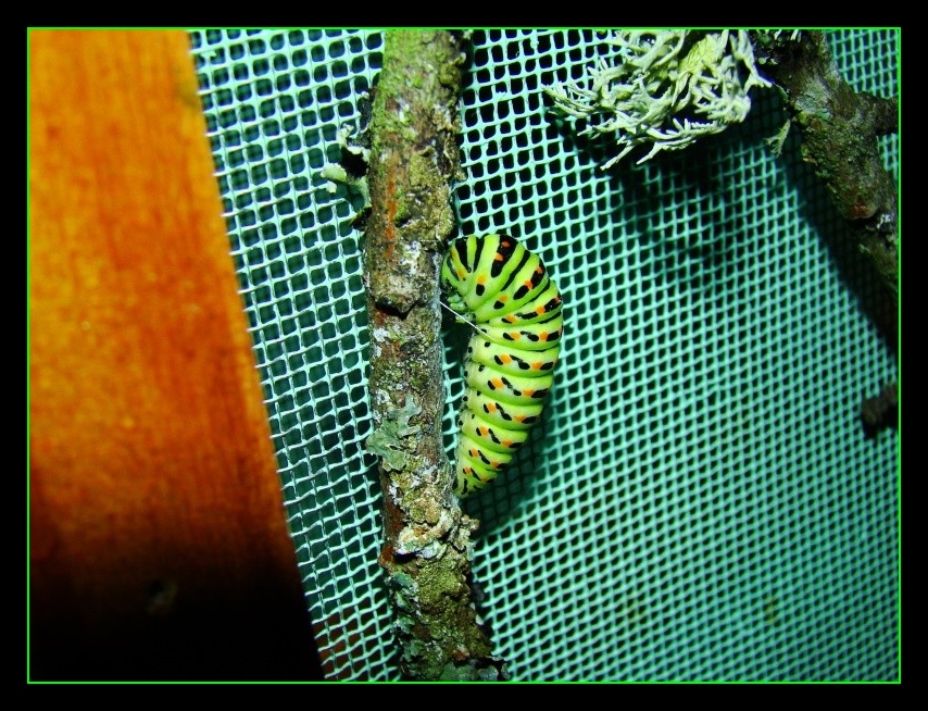 Papilio machaon preparation à la chrysalide