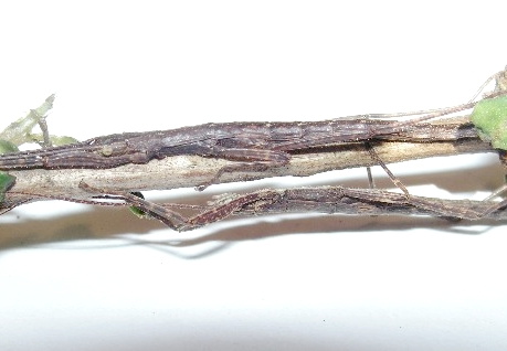 Abrosoma johorensis / psg 265 CLP187