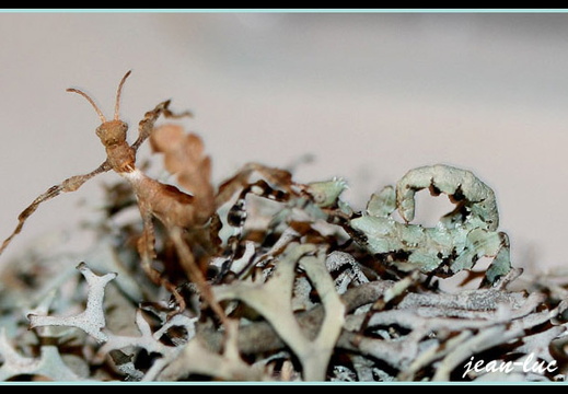 femelle forme lichen 2