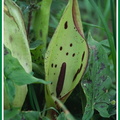 Arum maculatum (Gouet ou Arum tacheté)