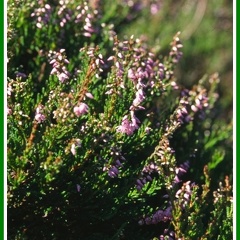Calluna vulgaris (Callune).