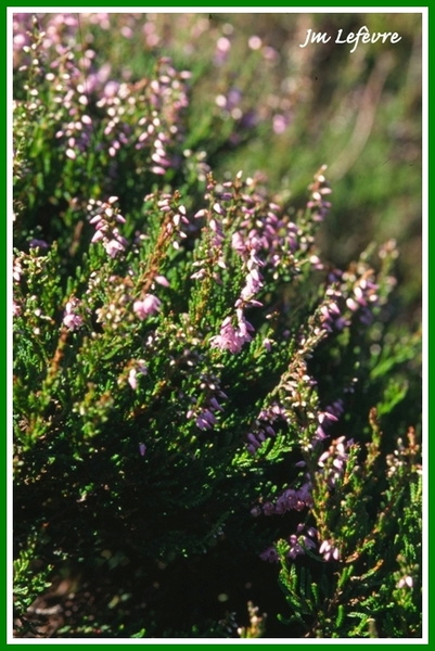Calluna vulgaris (Callune)..jpg