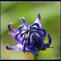 Phyteuma sp ( Fleur de montagne)