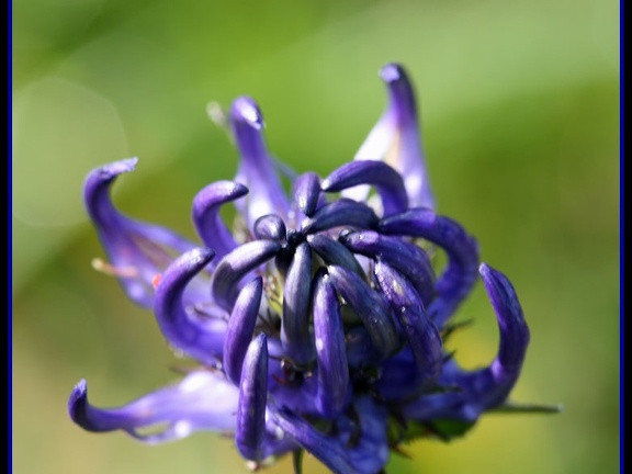 Phyteuma sp ( Fleur de montagne)