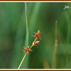 Carex equinata