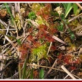 Drosera rotundifolia (Rossolis à feuilles rondes) 2