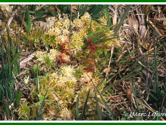 Drosera rotundifolia (Rossolis à feuilles rondes)