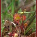 Drosera rotundifolia (Rossolis à feuilles rondes) 3