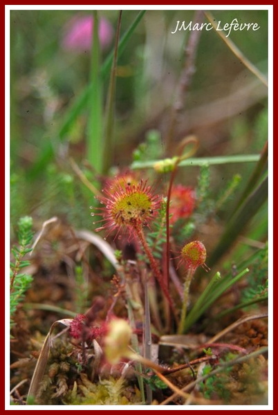 Drosera rotundifolia (Rossolis à feuilles rondes) 3.jpg