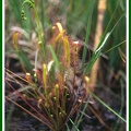 Drosera anglica (Rossolis à longues feuilles) 2