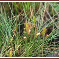 Drosera anglica (Rossolis à longues feuilles)