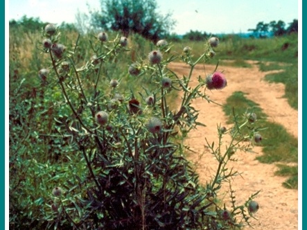 Cirsium eriophorum (Le Cirse laineux) 3