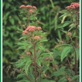 Eupatorium cannabinum (L'eupatoire à feuilles de chanvre )