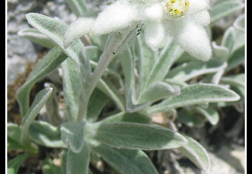 Leontopodium alpinum (l'edelweiss de nos montagnes)