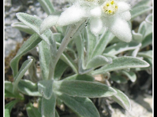 Leontopodium alpinum (l'edelweiss de nos montagnes)