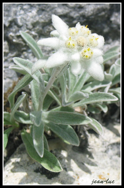 Leontopodium alpinum (l'edelweiss de nos montagnes).jpg