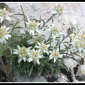 Leontopodium alpinum (l'edelweiss de nos montagnes) 2
