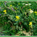 Leucanthenum vulgare (La Marguerite commune) 2