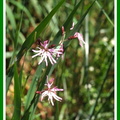 Silene flos-cuculi (Lychnis fleur de coucou)